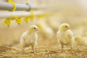 Baby chickens at farm