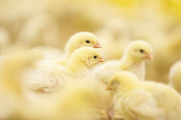 Flock of baby chicken at the farm