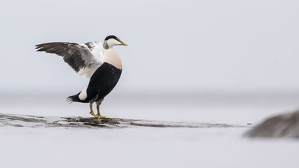 common eider