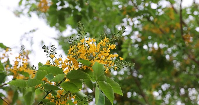 Bright yellow Padauk flowers with buds are in full bloom on the tree and swaying beautifully in the morning breeze. (Pterocarpus macrocarpus) For the Myanmar water festival (Thingyan).