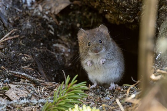 Bank vole