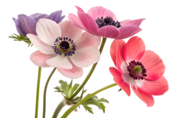 Colorful anemone flowers in vibrant shades on transparent background