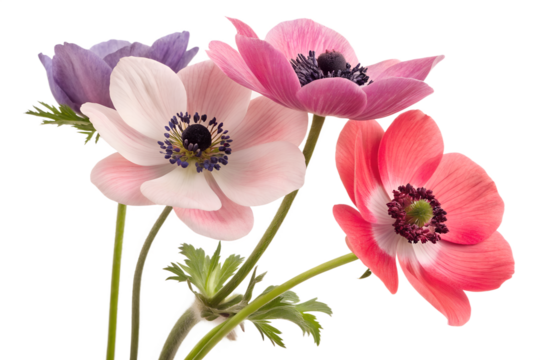 Colorful anemone flowers in vibrant shades on transparent background
