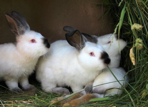 Californian Russian rabbits eating green grass close-up. Easter bunnies. White bunny with black nose and ears 