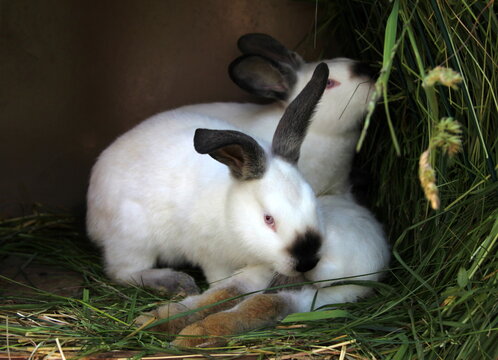 Californian Russian rabbits eating green grass close-up. Easter bunnies. White bunny with black nose and ears  - Powered by Adobe
