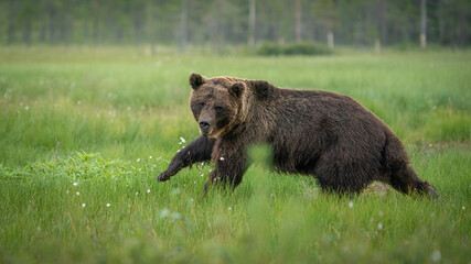 bear