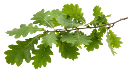 Fresh green oak leaves on a branch against transparent background