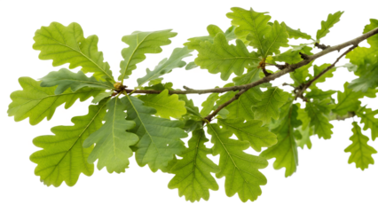 Vibrant oak tree leaves on a branch against a transparent background