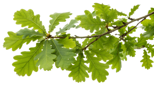Vibrant oak tree leaves on a branch against a transparent background