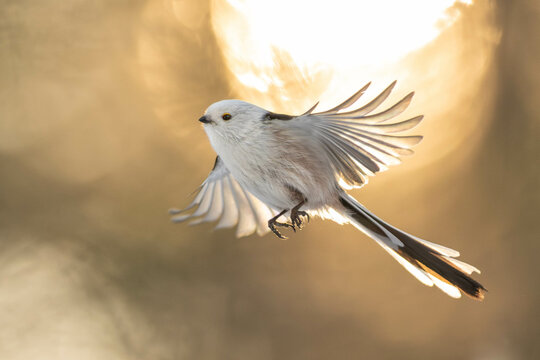 Long-tailed tit flying
