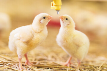 Chicken at farm. Shallow DOF. Developed from RAW; retouched with special care and attention; Small amount of grain added for best final impression. 16 bit Adobe RGB color profile.