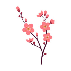 A blooming cherry blossom, a beautiful flower on a white background.