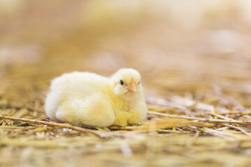 Chicken at farm. Shallow DOF. Developed from RAW;  Small amount of grain added for best final...