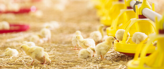 Flock of little chicks at farm feeding