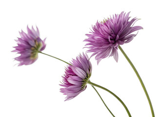 Delicate purple flowers with soft petals and green stems