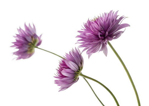 Delicate purple flowers with soft petals and green stems