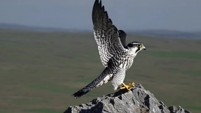 A video captures a peregrine falcon perched on a rock, shot from a side angle, highlighting its sharp features against a blurred landscape backdrop.