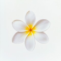 white frangipani flowers on wooden background