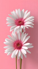 Two White Gerbera Daisies with Pink Centers Blooming on Light Pink Background