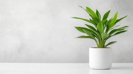 Fototapeta premium A vibrant green houseplant in a white ceramic pot sitting on a minimalist white table against a soft grey wall, and indoor decor concept.