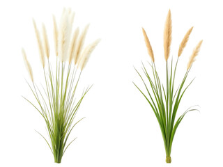 Obraz premium Pampas grass, isolated on background, cutout ,transparent png