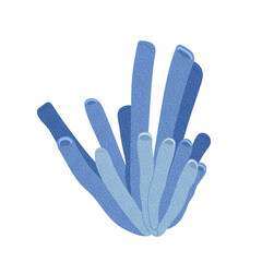 Blue coral. Underwater world. Sea plant isolated on white background. Coral reef, seabed, aquarium. Underwater ocean plant.