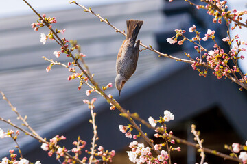 桜の枝から飛び立つヒヨドリ
