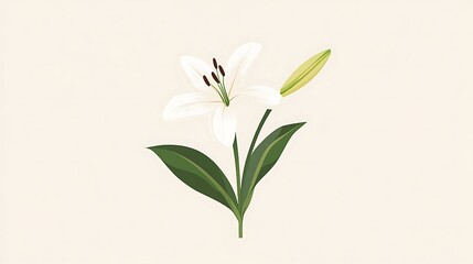 Obraz premium White Lily Flower Blossom Bloom.
