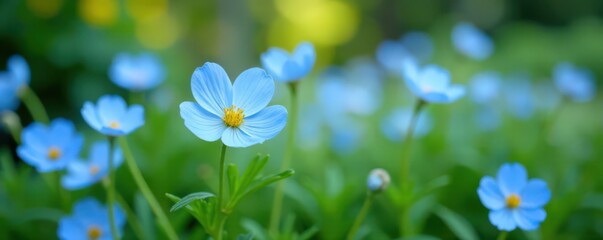 Vibrant light blue flowers in a garden amidst green foliage, light blue, flowers, botanical scene