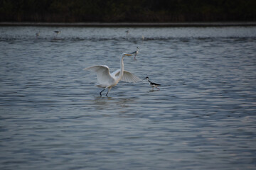 White Egret Bird with His Wings Extended in Flight