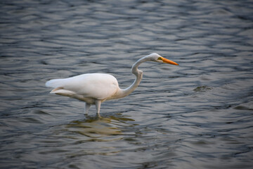 Close Up Look at a Great Egret