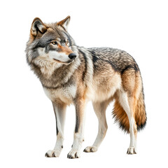 Fototapeta premium Wolf standing majestically in a natural posture against a neutral background