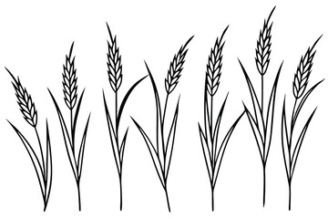 Timothy grass cultivation process for optimal growth line art