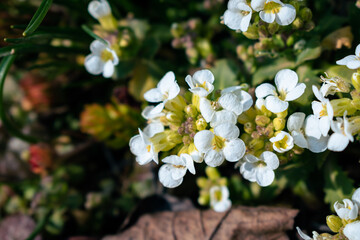 White arabis alpina caucasica flowers blooming in the garden