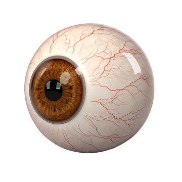 Realistic 3D human eyeball with brown iris