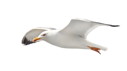 Yellow-legged gull in flight, Larus michahellis, isolated on white, clipping path