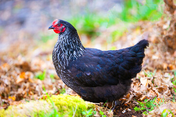 Free range Scots Dumpy, in Glencoe, Scotland.