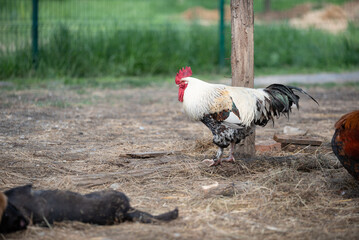 Colorful roosters and hens with big red crests, yellow sharp and  long beaks and shiny feathers in straw in farm yard