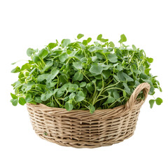 Naklejka premium Fresh microgreens in a woven basket ready for culinary use in a kitchen setting