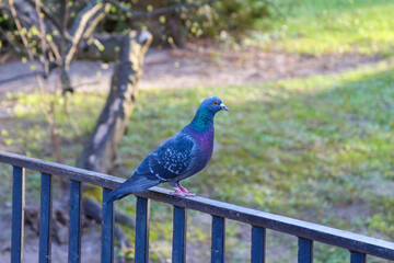 Vibrant Blue Pigeon Perched on Metal Railing Against Green Park Background