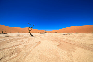 Deadvlei salt pan with dried-up Carmel thorn trees in Sossusvlei, Namibia. Dry, dead trees, red sand dunes, and cloudless blue skies characterize the spectacular landscape of the Namib Desert. Namibia
