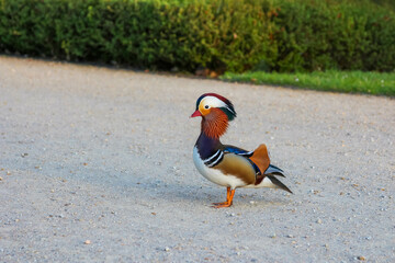 Stunning Male Mandarin Duck with Vibrant Plumage Walking on Asphalt Path in Spring Park Setting