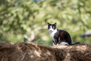 A beautiful black and white cat sits on straw in the farm yard