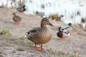 Group of Female Mallard Ducks Foraging on Sandy Shoreline Near Water in Spring
