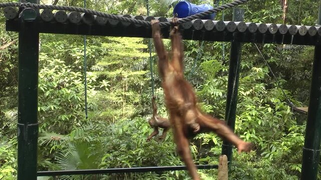 Two orangutan playing 