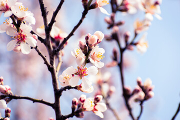 Almond tree branches full of white blossoms against the blue sky is spring