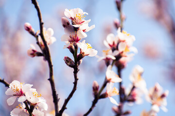 Almond tree branches full of white blossoms against the blue sky is spring