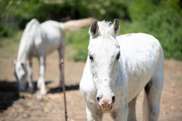 Obraz premium Close-up photos of the beautiful white horse from the horse sanctuary