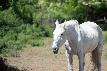Fototapeta premium Close-up photos of the beautiful white horse from the horse sanctuary