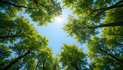 Obraz premium Trees in forest from below, green tops of trees, blue sky background